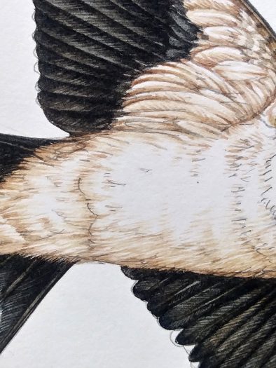Step by Step Barn Swallow - Lizzie Harper