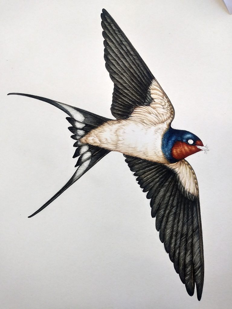 Barn Swallow Hirundo rustica from below natural history illustration by ...