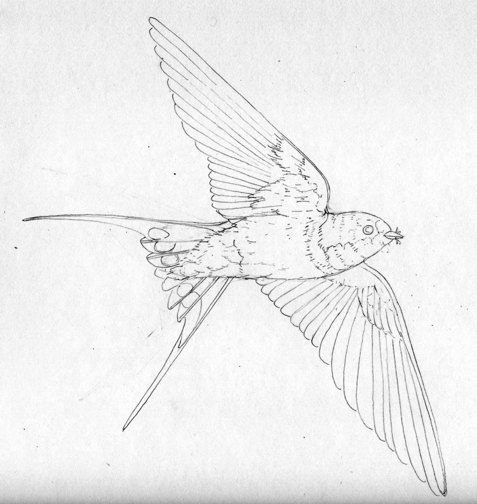 Barn Swallow Drawing