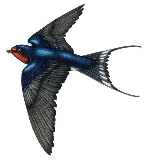 Natural history ornithologivcal natural science illustration of the Barn swallow Hirundo rustica