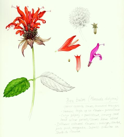 Sketchbook botanical illustration study of Bee balm