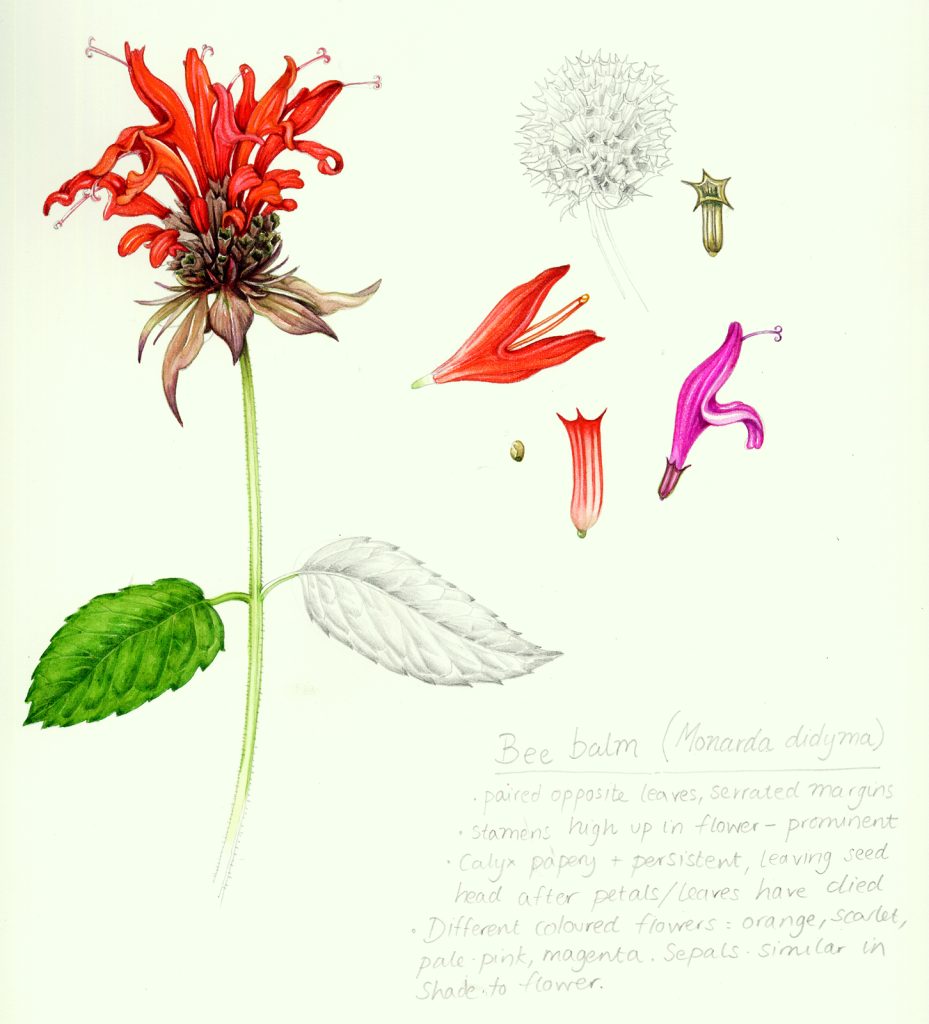 Sketchbook botanical illustration study of Bee balm