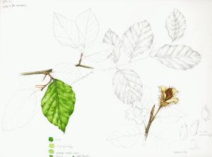 Beech Fagus sylvatica sketchbook study