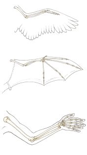 Homologous structures vertebrate forelimb bones
