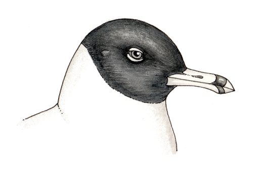 Diagram of seagull face showing dark markings