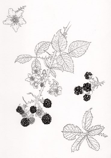 Bramble pen and ink natural history botanical illustration