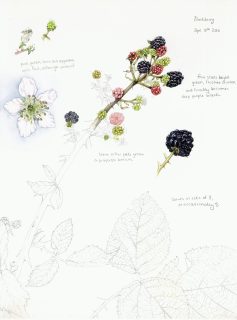 Blackberry Rubus fruticosus sketch (Square)