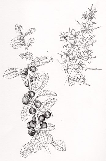 Botanical illustration of Blackthorn or sloe Prunus spinosa