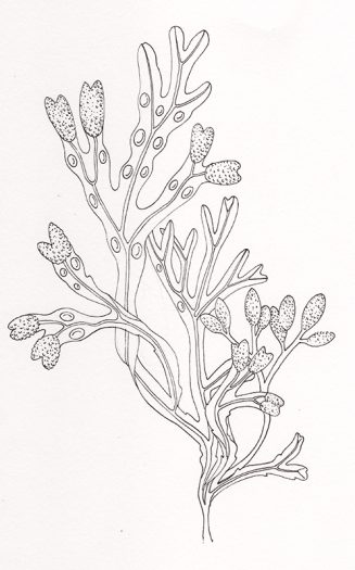 Pen and ink botanical illustration sciart Blaggerwrack