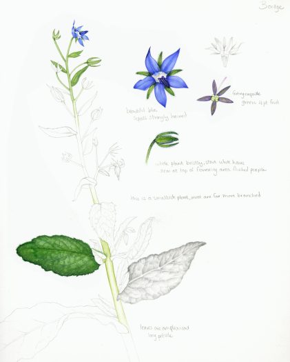 Botanical illustration sketchbook study of Borage