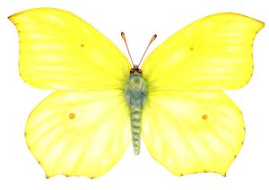 Natural history sciart entomological illustratraion of the Brimstone butterfly