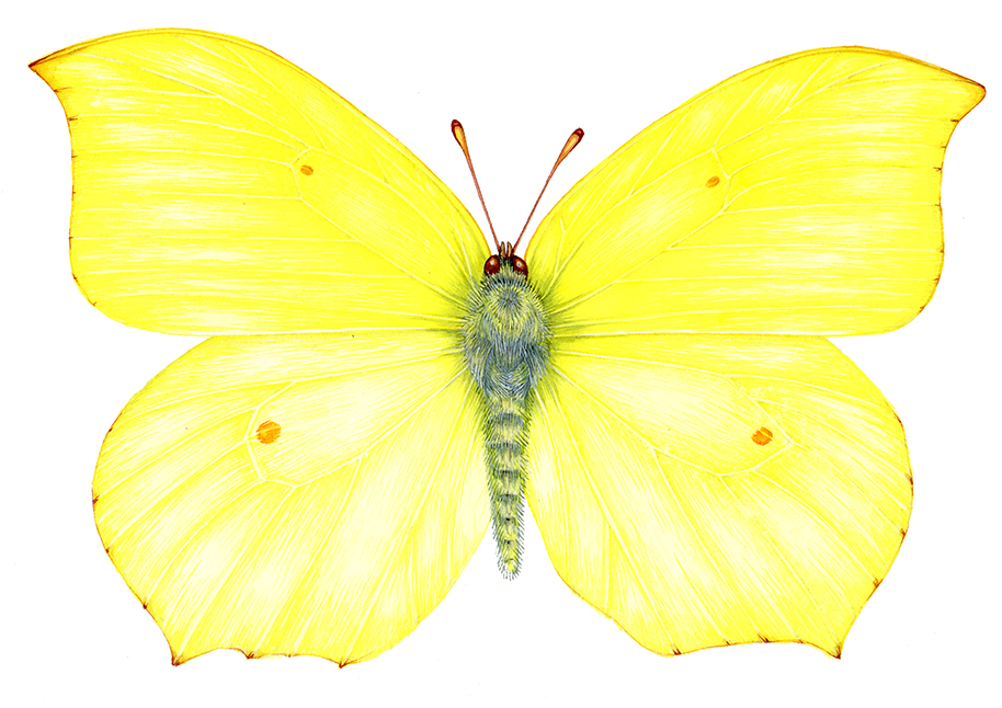 Natural history sciart entomological illustratraion of the Brimstone butterfly