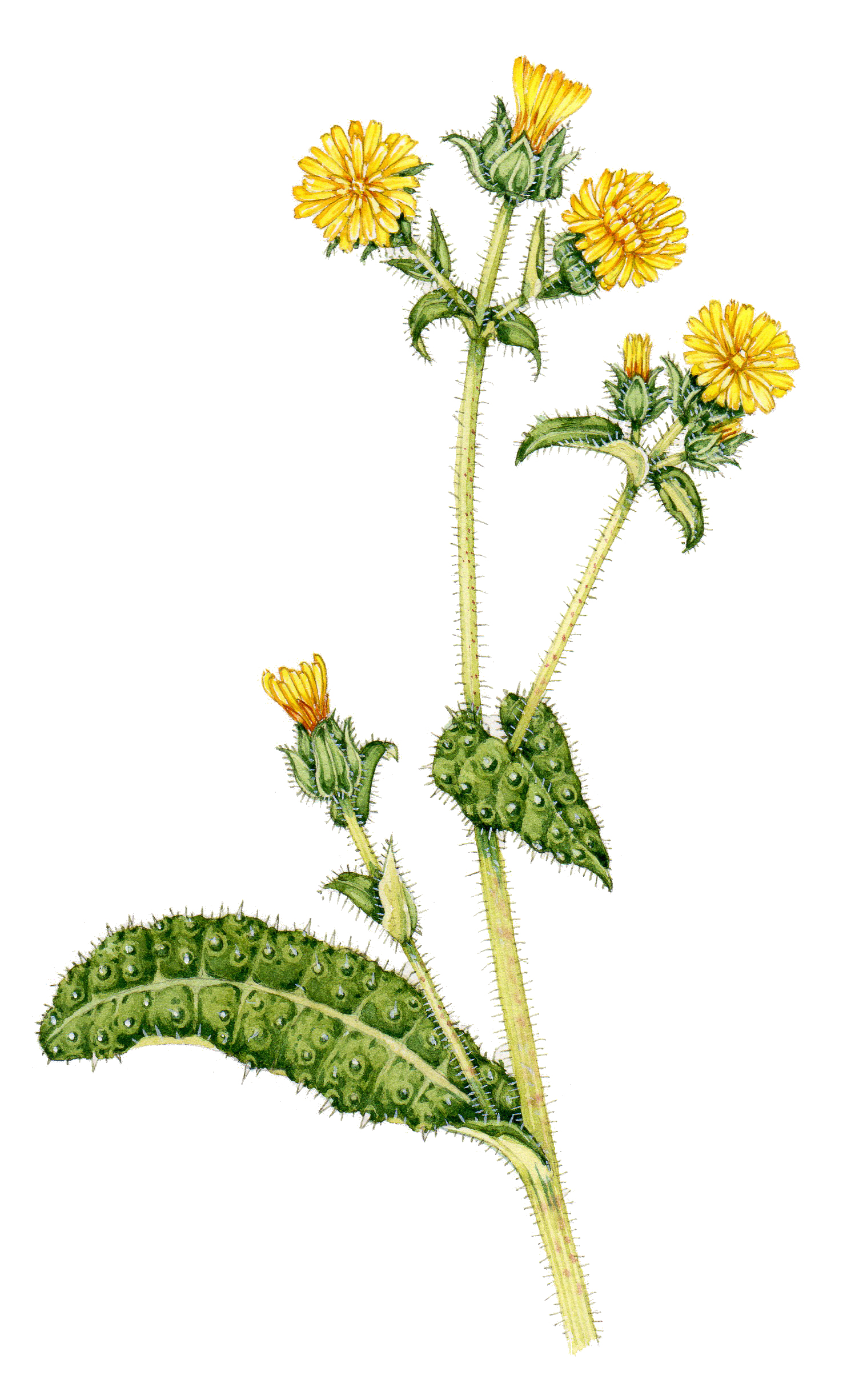Bristly oxtongue