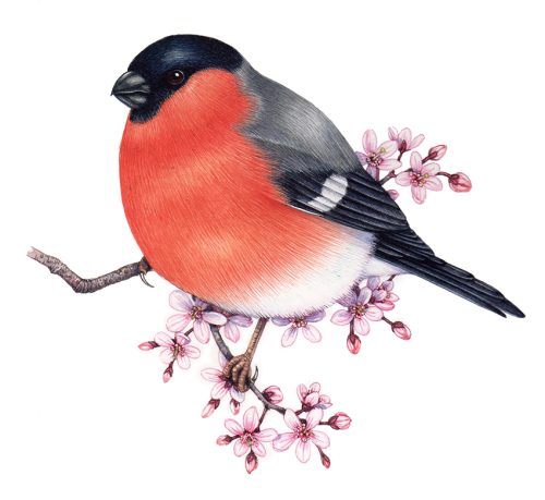 ornithological natural histpry hatural science illustration of the Bullfinch