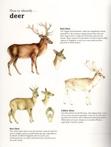 Bumper book of nature