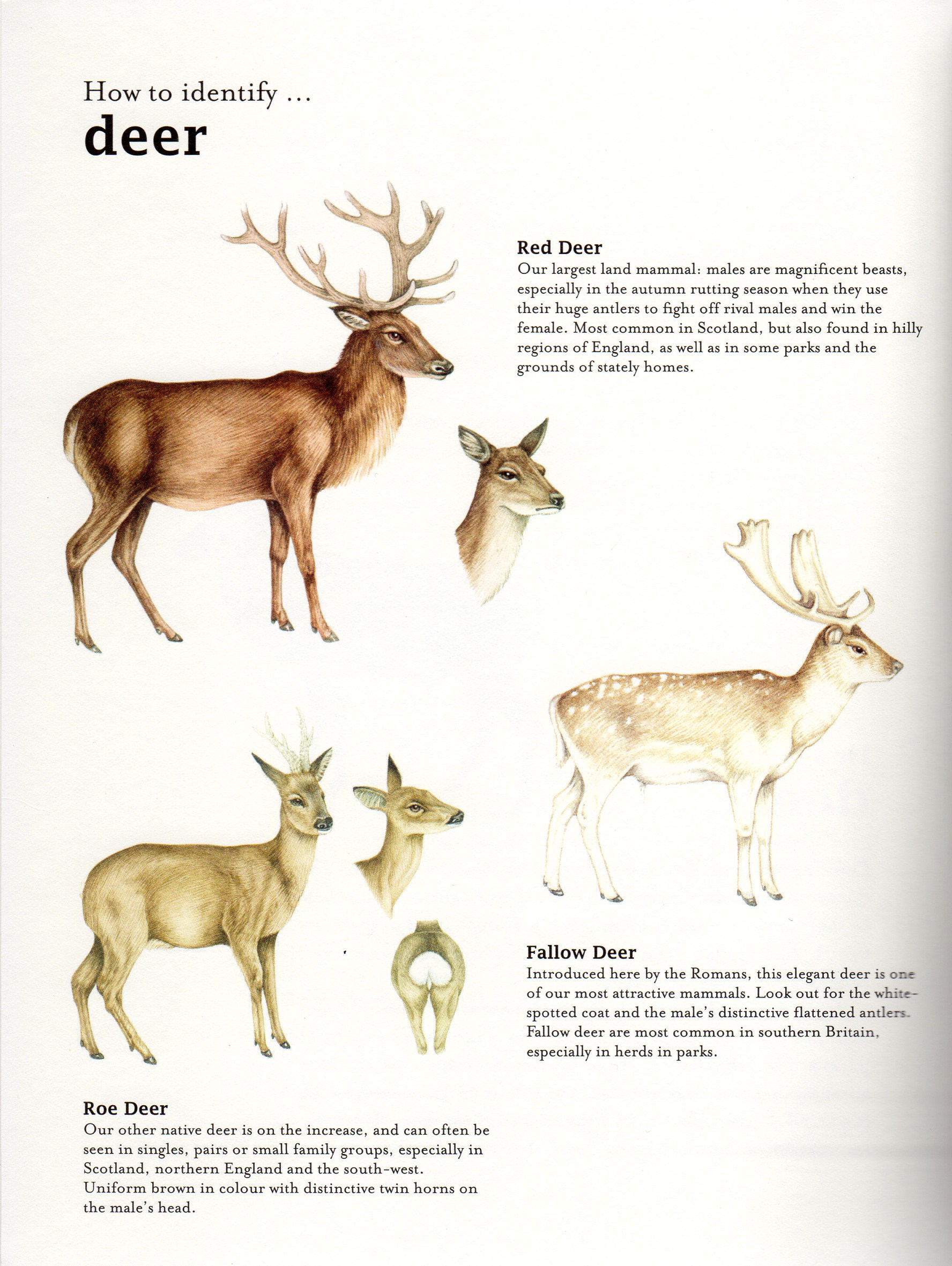 Bumper book of Nature