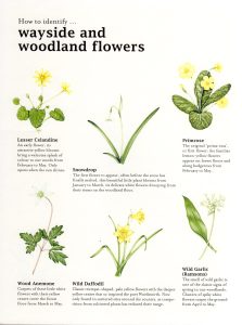 Bumper book of nature