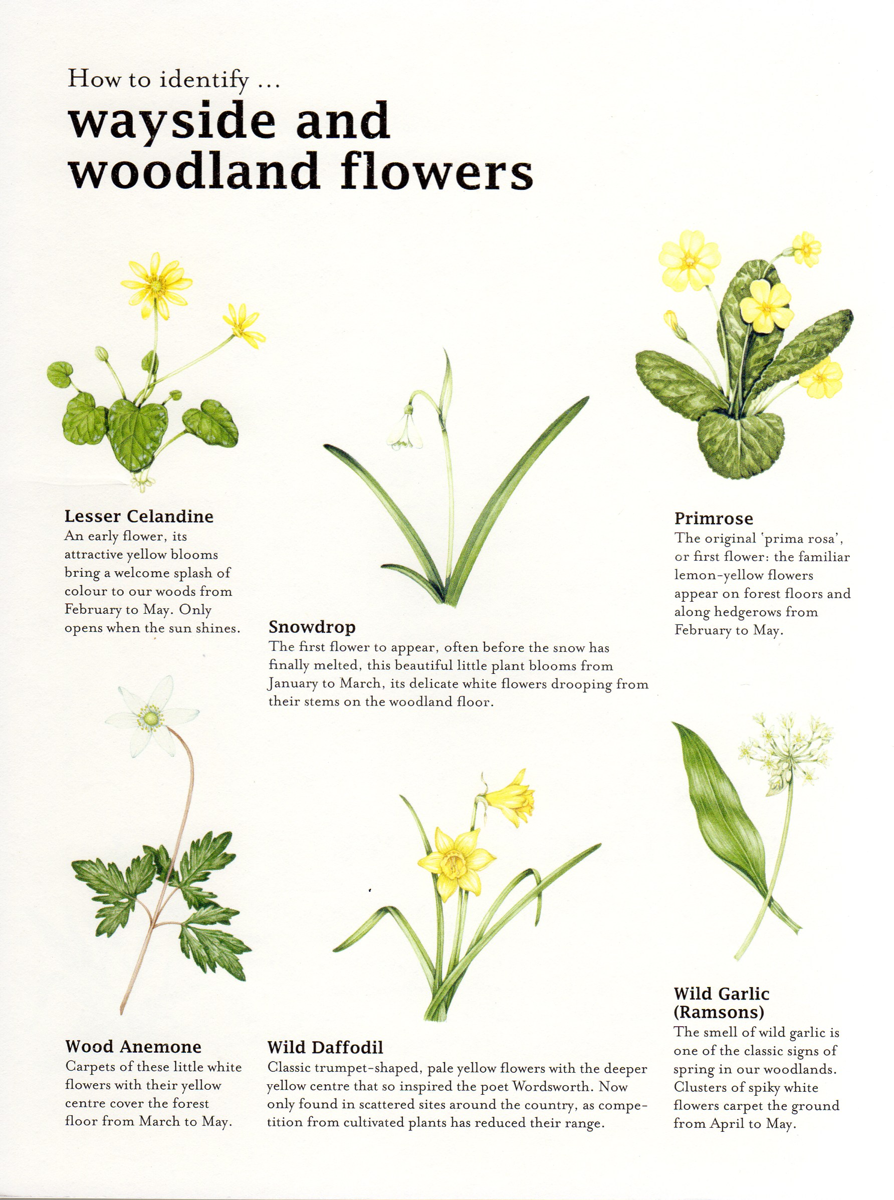 Bumper book of Nature