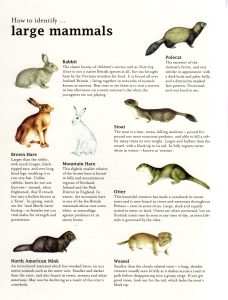 Bumper book of nature