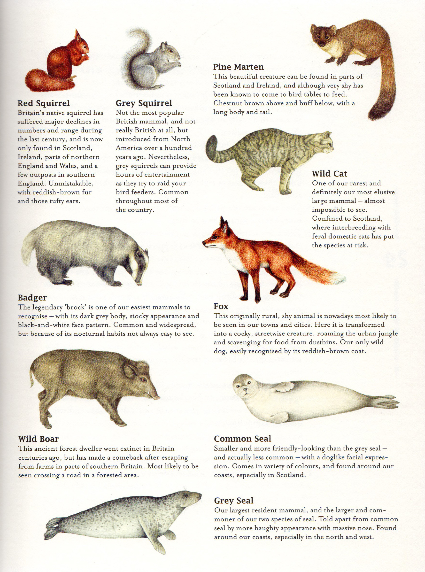 Bumper book of Nature