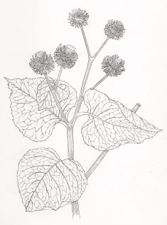 Burdock Arcturus lappa