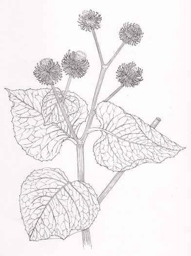 pen and ink botanical illustration of the Burdock Arcturus lappa