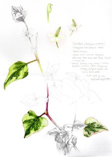 Chameleon plant Houttunyia cordata sketchbook study