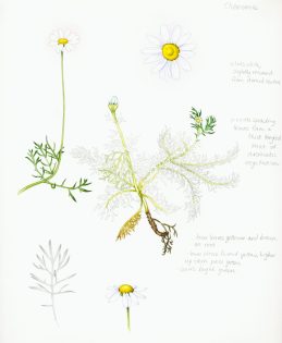 Chamomile Matricaria chamomilla sketchbook study