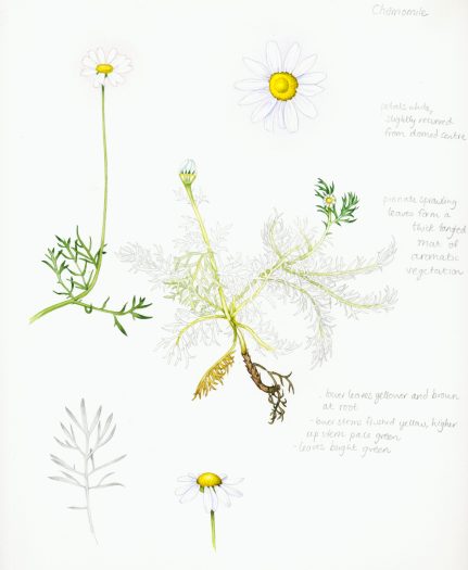 Sketchbook style partially complete learning drawing of the Chamomile plant