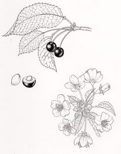 Cherry Prunus avium