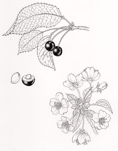 Cherry pen and ink natural history botanical illustration