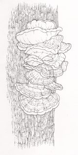 Chicken of the woods