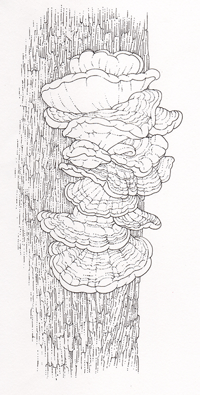 Chicken of the Woods