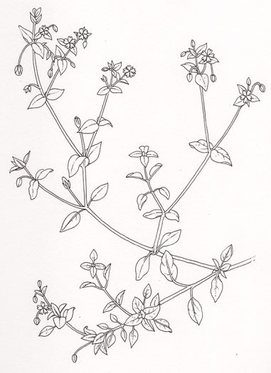Chickweed pen and ink natural history botanical illustration