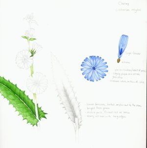 Chicory Cichorium intybus sketchbook study