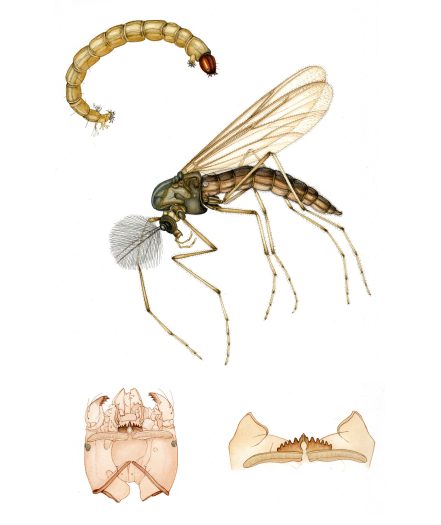 entomological illustration of midge fly gnat and larval forms