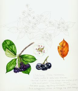 Botanical illustration study drawing and sketch of the choke berry