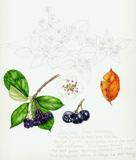 Chokeberry Sketchbook Study – SOLD –