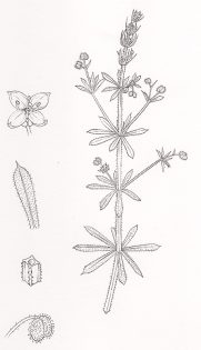 Cleavers – SOLD –