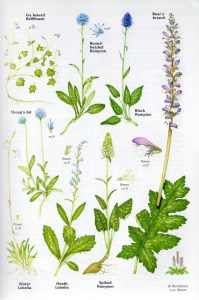 Collins Flower Guide Campanulaceae