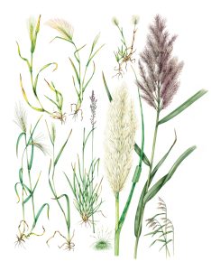 Collins Flower Guide Grasses