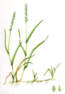 Common couch Elymus repens