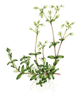 Common Mouse ear – SOLD –