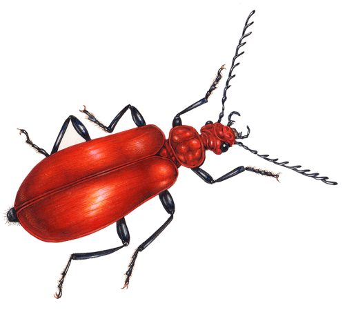 Cardinal beetle entomological illustration of beetle