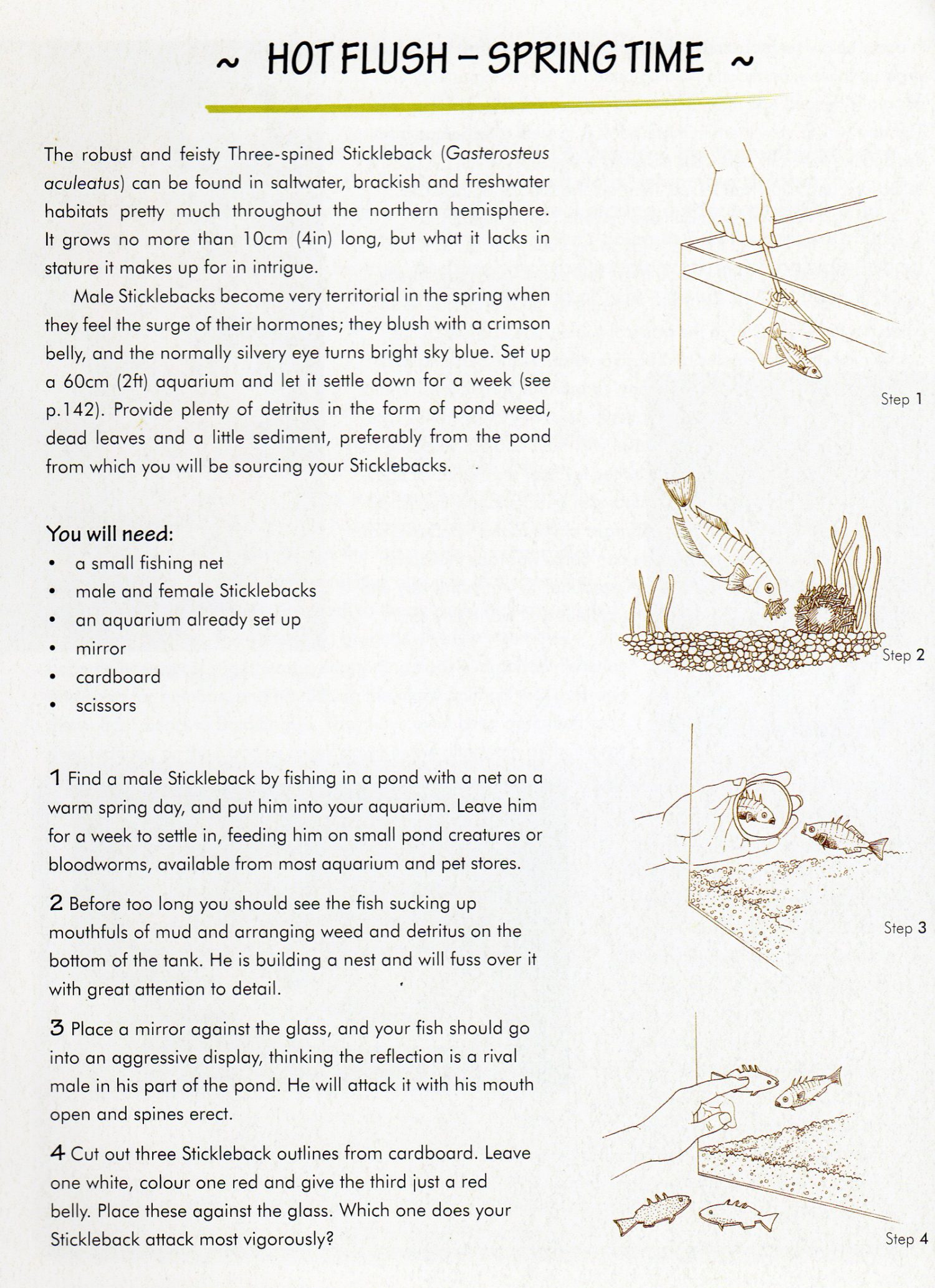 Complete Naturalist Stickleback Gasterosteus Aculeatus Nest - Lizzie Harper