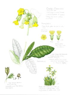Cowslip Sketchbook study Primula veris
