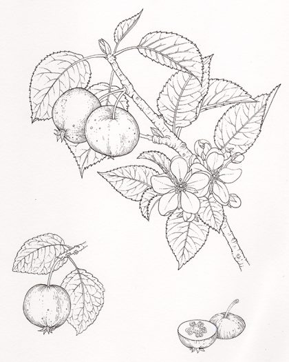 Crab abble pen and ink natural history botanical illustration