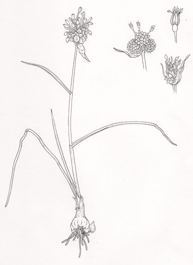 Crow garlic pen and ink natural history botanical illustration