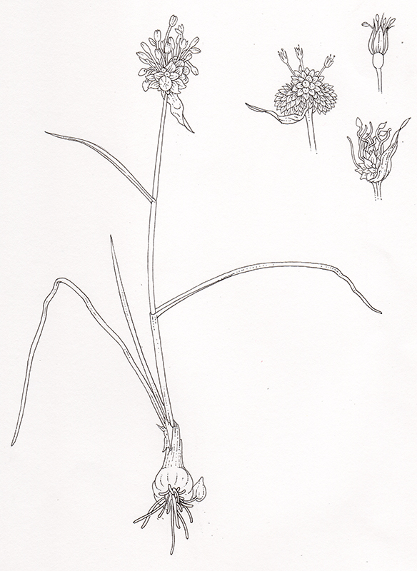 Crow Garlic