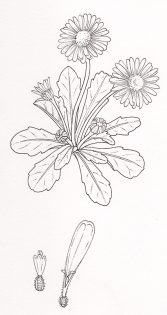 Daisy Bellis perennis